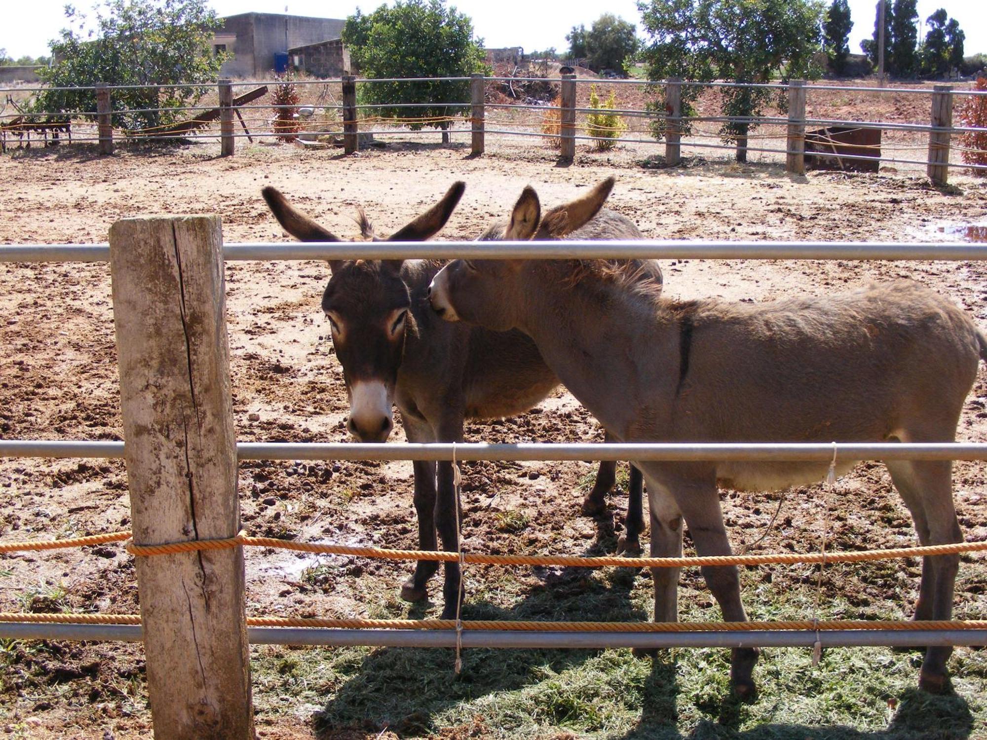 Agroturismo Finca Sant Blai Campos  Exteriör bild