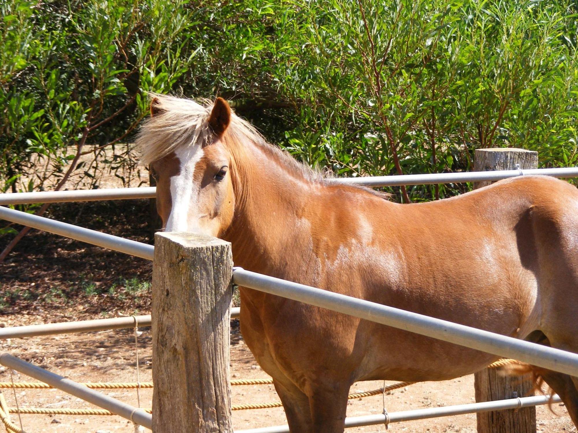 Agroturismo Finca Sant Blai Campos  Exteriör bild
