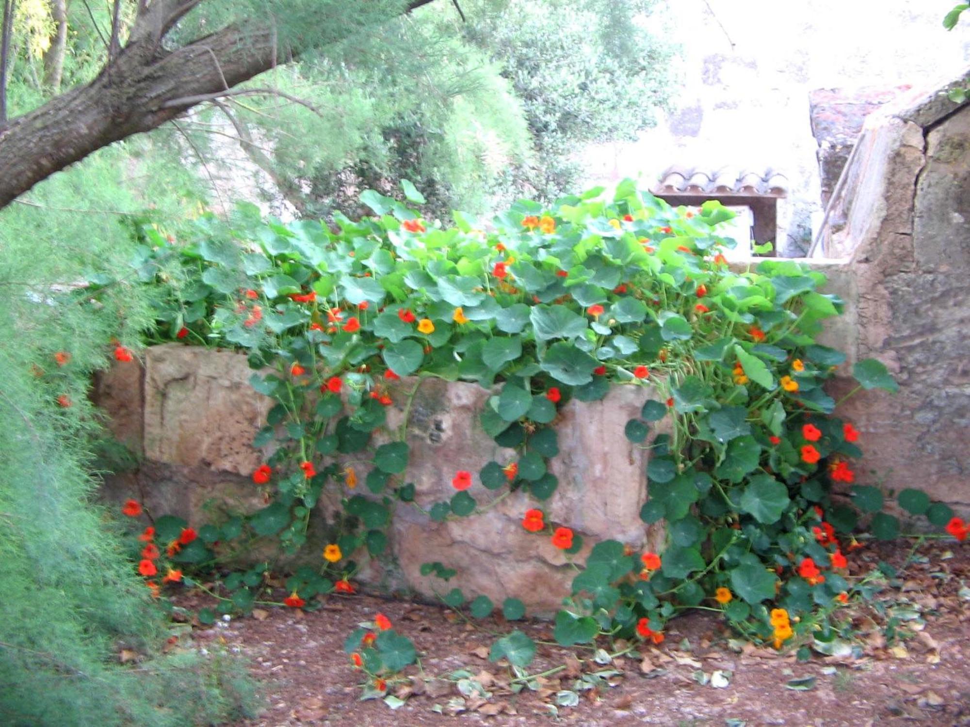 Agroturismo Finca Sant Blai Campos  Exteriör bild