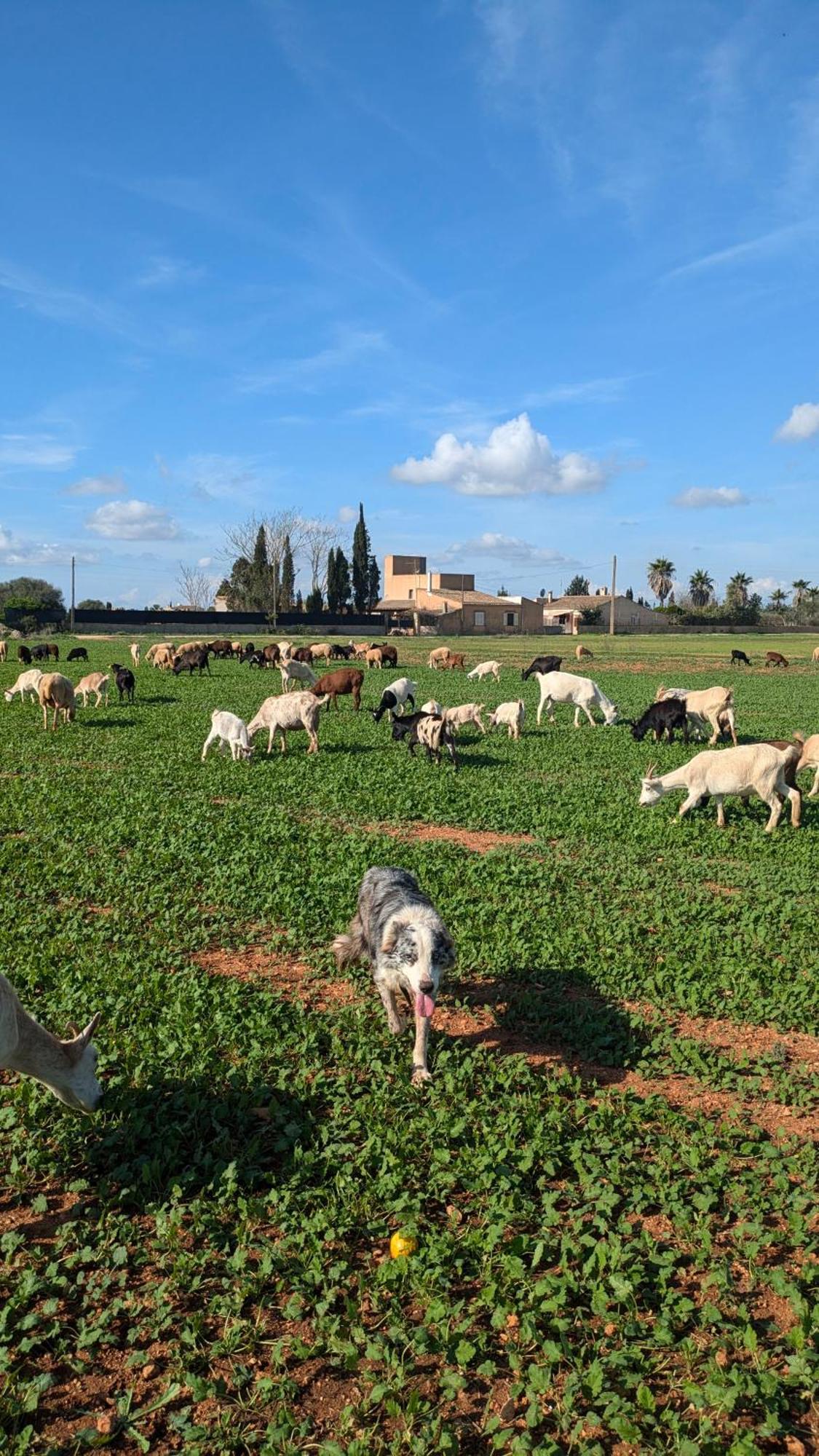 Agroturismo Finca Sant Blai Campos  Exteriör bild