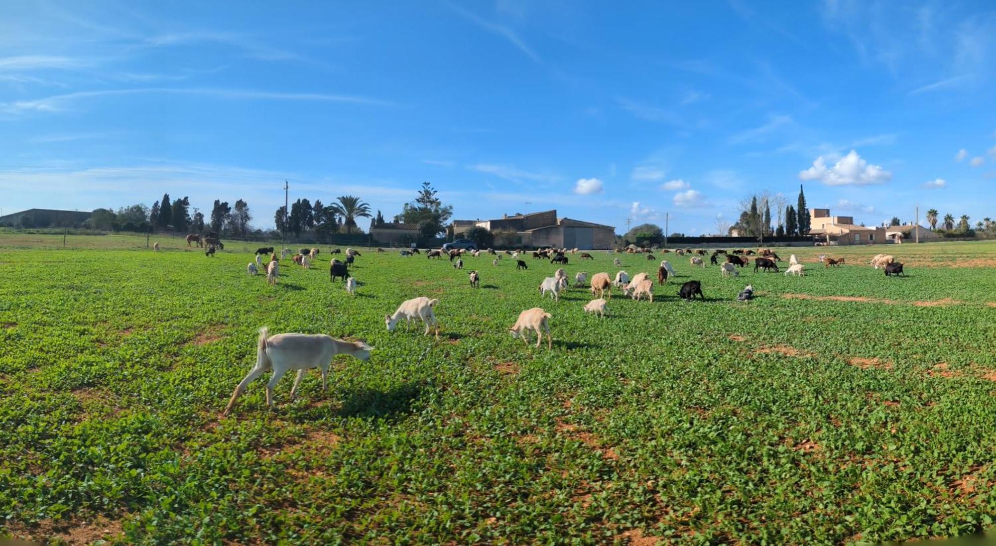 Agroturismo Finca Sant Blai Campos  Exteriör bild