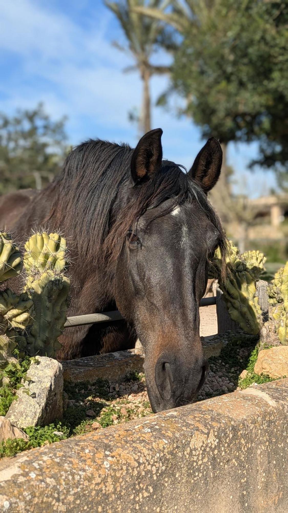 Agroturismo Finca Sant Blai Campos  Exteriör bild