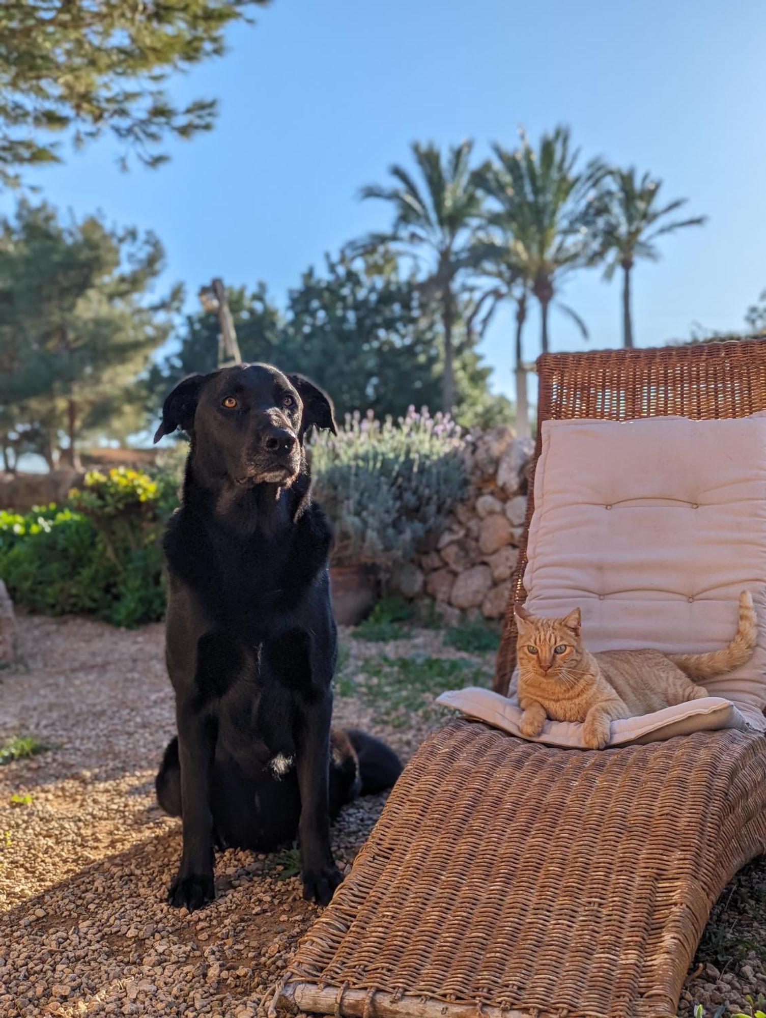Agroturismo Finca Sant Blai Campos  Exteriör bild